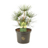 Pin parasol du Japon - Sciadopitys verticillata 40/50cm Pot 5L