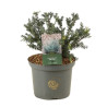 Podocarpe Blue Gem - Podocarpus lawrencei Blue Gem 20cm Pot 5L