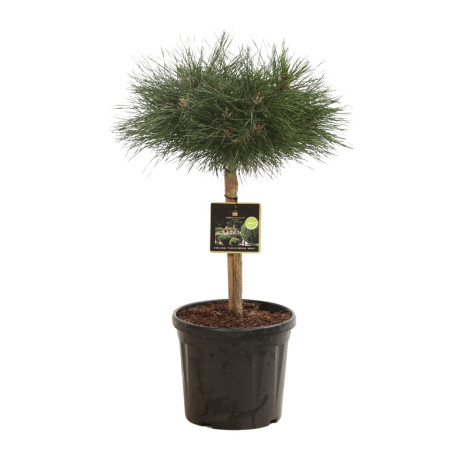 Pin noir Brepo - Pinus nigra Brepo diamètre Boule 25cm Tige 30cm Pot 8L