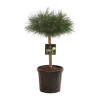 Pin noir Brepo - Pinus nigra Brepo diamètre Boule 25cm Tige 30cm Pot 8L
