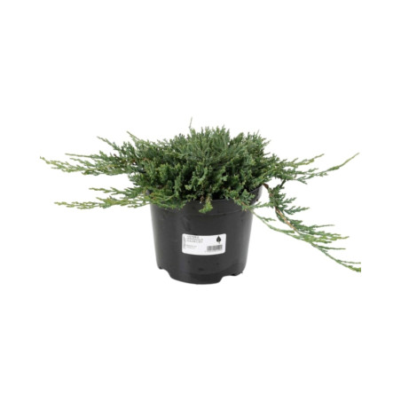 Genévrier horizontal Glauca - Juniperus horizontalis Glauca 30/40cm