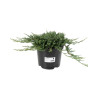 Genévrier horizontal Glauca - Juniperus horizontalis Glauca 30/40cm