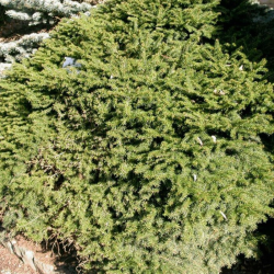 Épicéa commun Nidiformis - Picea abies Nidiformis Pot 2,5L