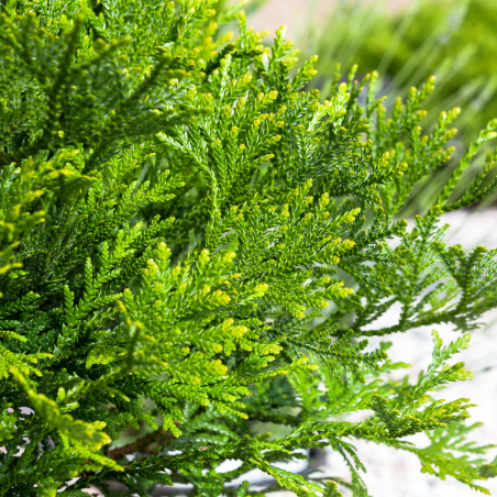 Thujopsis du Japon - Thujopsis dolabrata Pot 2,5L