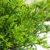Thujopsis du Japon - Thujopsis dolabrata Pot 2,5L