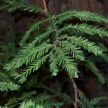 Séquoia à feuilles d’if - Sequoia sempervirens Pot 2,5L