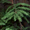 Séquoia à feuilles d’if - Sequoia sempervirens Pot 2,5L