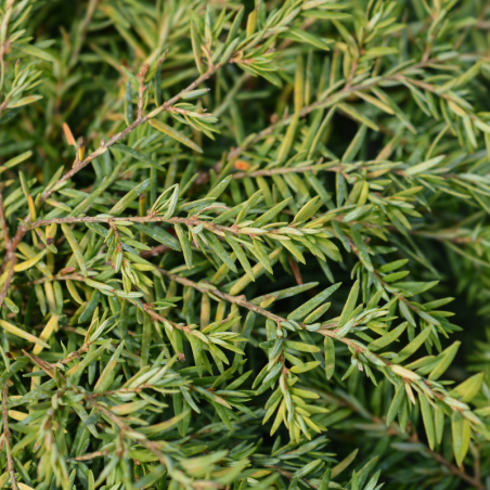 Pruche du Canada Jeddeloh - Tsuga canadensis Jeddeloh 20/30cm Pot 2,5L