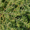 Pruche du Canada Jeddeloh - Tsuga canadensis Jeddeloh 20/30cm Pot 2,5L