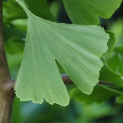 Arbre aux quarante écus Menhir - Ginkgo biloba Menhir Pot 2,5L