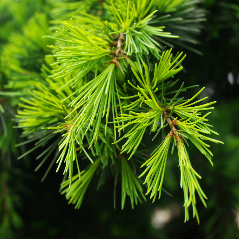 Cèdre de l’Himalaya Golden Horizon - Cedrus deodara Golden Horizon 30/35cm Pot 5L