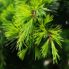 Cèdre de l’Himalaya Golden Horizon - Cedrus deodara Golden Horizon 30/35cm Pot 5L