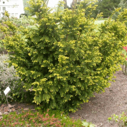 If commun Semperaurea - Taxus baccata Semperaurea 25/35cm Pot 2,5L
