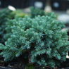 Genévrier écailleux Blue Star - Juniperus squamata Blue Star 30/35cm Pot 5L