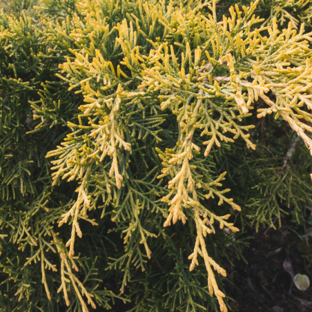 Genévrier de Pfitzer Old Gold - Juniperus media Old Gold 20/30cm Pot 2,5L