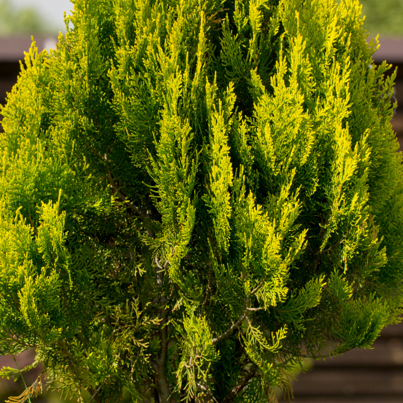 Thuya occidental Anniek - Thuja occidentalis Anniek 20/30cm Pot 2,5L