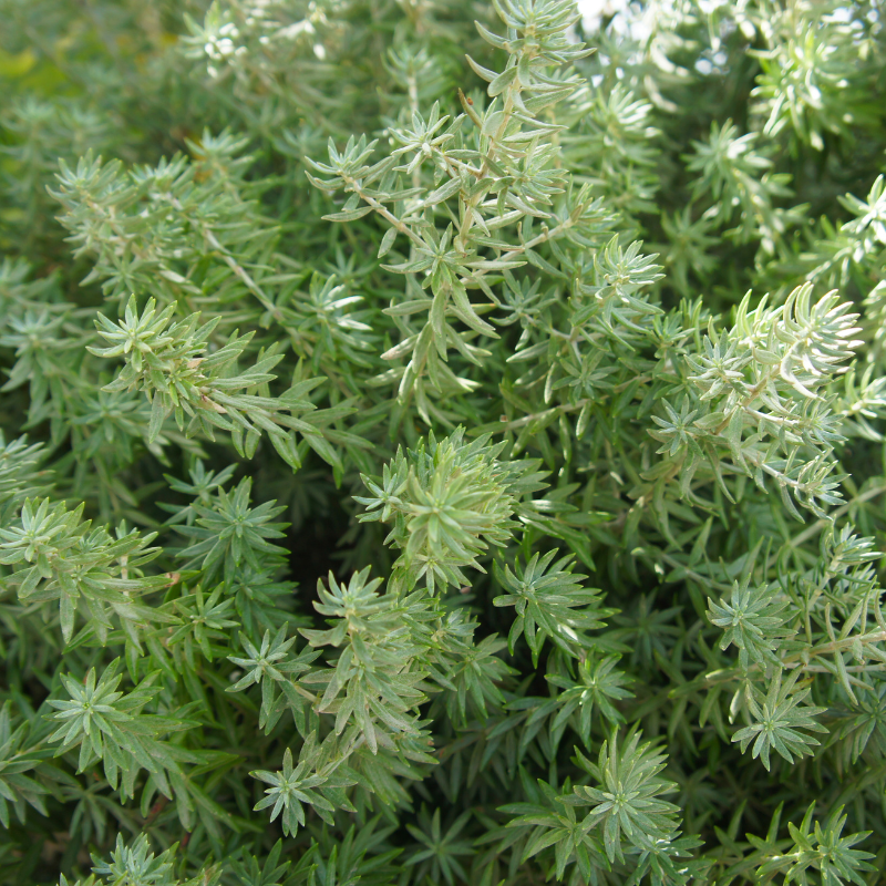 Thuya occidental Teddy - Thuja occidentalis Teddy 20/30cm Pot 2,5L