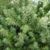 Thuya occidental Teddy - Thuja occidentalis Teddy 20/30cm Pot 2,5L