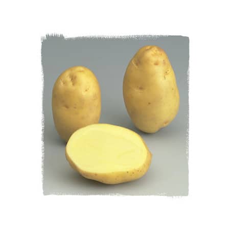 Trésor 60 Plants de pomme de terre