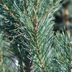 Pin sylvestre Blue Pearl - Pinus sylvestris Blue Pearl Tige 20cm Pot 8L