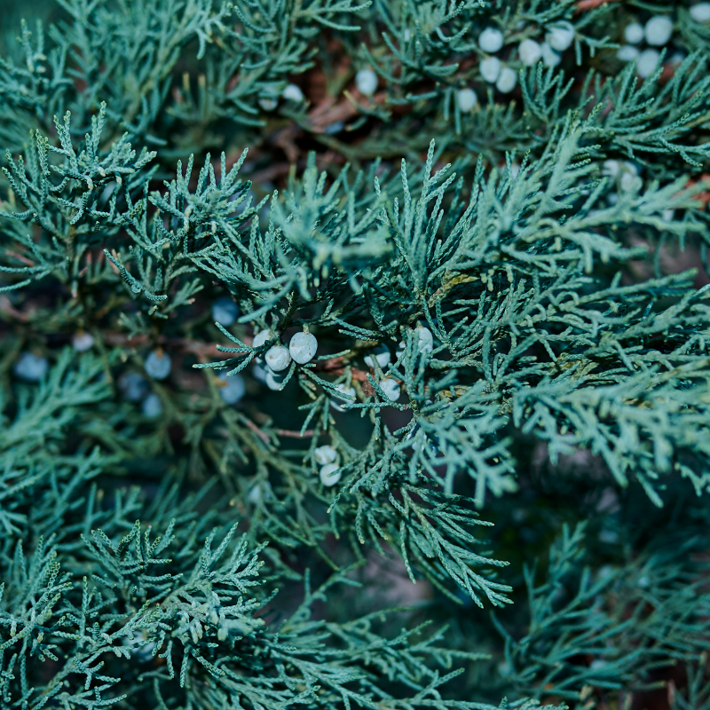 Genévrier des Rocheuses Blue Arrow - Juniperus scopulorum Blue Arrow 30/40cm Pot 2,5L