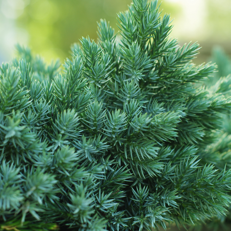 Genévrier écailleux Tropical Blue - Juniperus squamata Tropical Blue 20/30cm Pot 2,5L