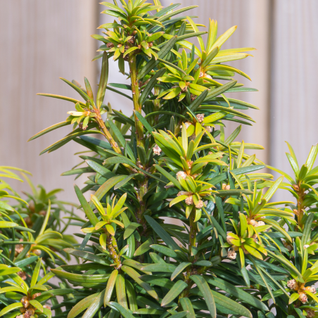 If commun Jalako Sunrise - Taxus baccata Jalako Sunrise 40/60cm Pot 2,5L