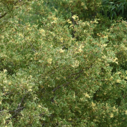 Faux-cyprès de Hinoki Fernspray Gold - Chamaecyparis obtusa Fernspray Gold 20/30cm Pot 2,5L