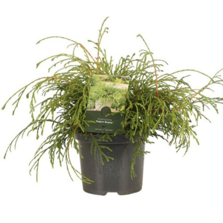 Thuya Kagers Beauty - Thuja plicata Kagers Beauty 20/40cm Pot 2,5L