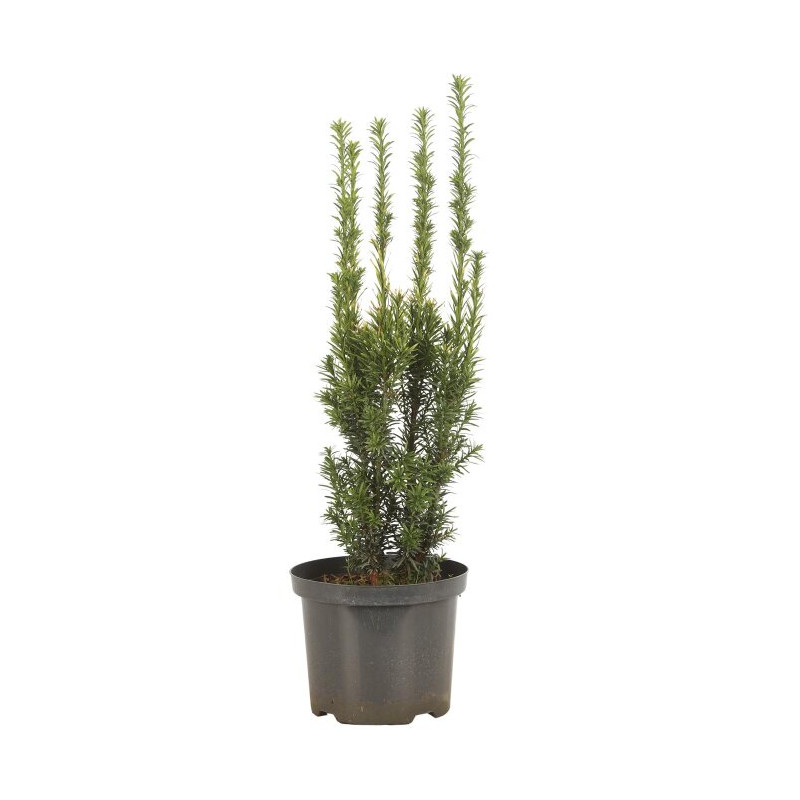 If commun Golden Minaret - Taxus baccata Golden Minaret 40/60cm Pot 2,5L