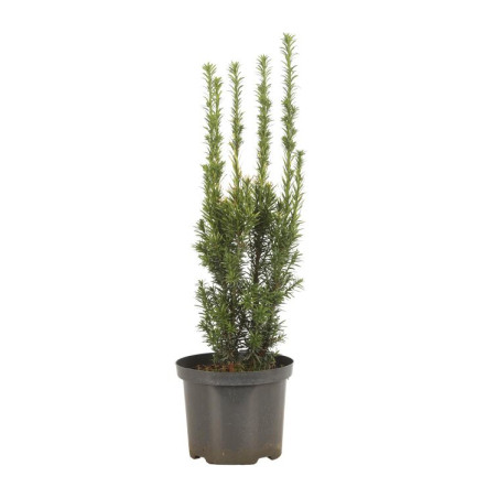 If commun Golden Minaret - Taxus baccata Golden Minaret 40/60cm Pot 2,5L