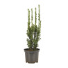 If commun Golden Minaret - Taxus baccata Golden Minaret 40/60cm Pot 2,5L