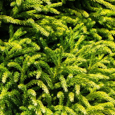 Cryptoméria du Japon Sekkan - Cryptomeria japonica Sekkan 25/35cm Pot 2,5L