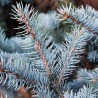 Épicéa bleu Scottie - Picea pungens Scottie 20/40cm Pot 2,5L
