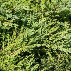 Genévrier horizontal Pancake - Juniperus horizontalis Pancake 20/30cm Pot 2,5L