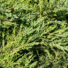 Genévrier horizontal Pancake - Juniperus horizontalis Pancake 20/30cm Pot 2,5L