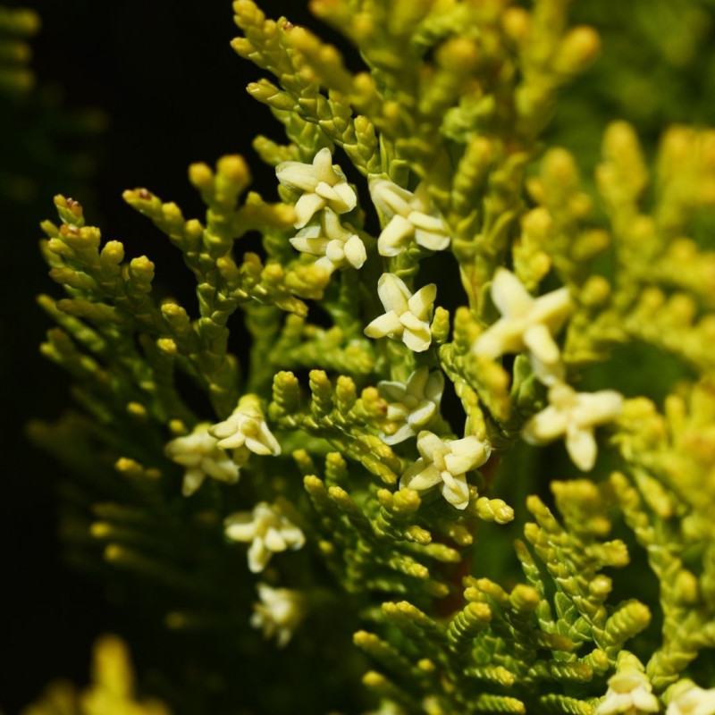 Faux-cyprès de Hinoki Kamarachiba - Chamaecyparis obtusa Kamarachiba 20/30cm Pot 2,5L