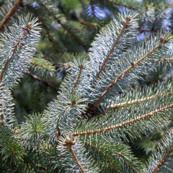 Épicéa Silberzwerg - Picea sitchensis Silberzwerg 30/40cm Pot 12L