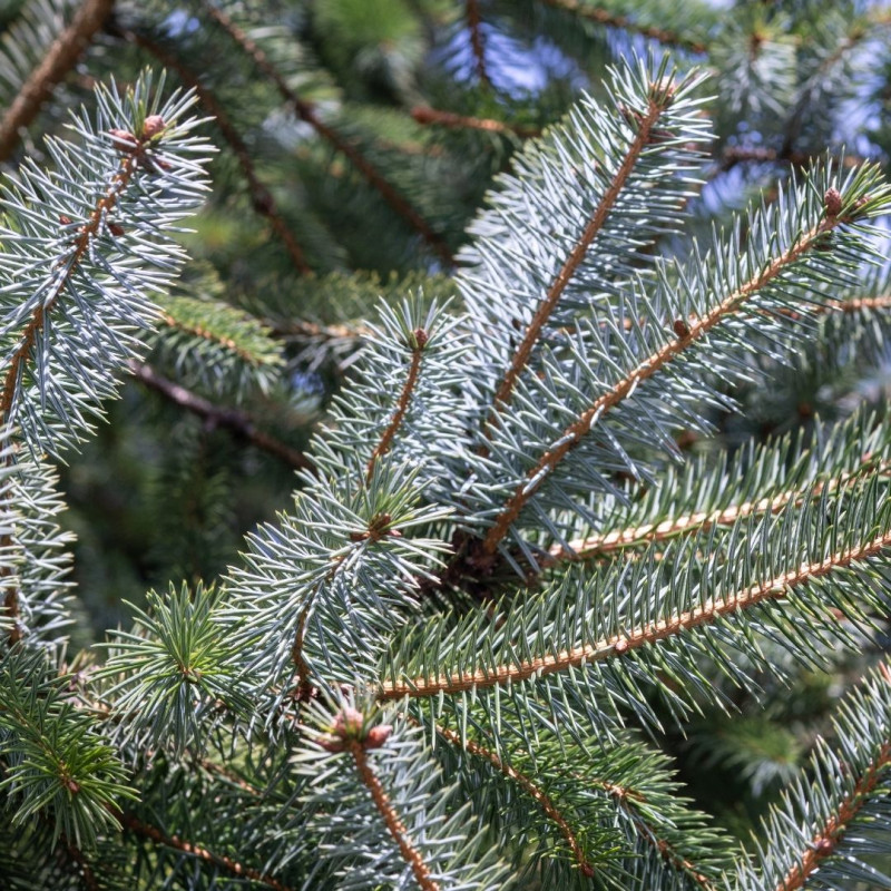 Épicéa Silberzwerg - Picea sitchensis Silberzwerg 30/40cm Pot 12L