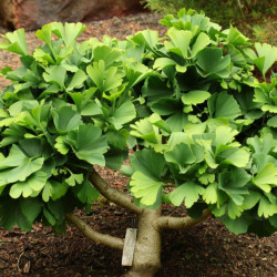 Arbre aux quarante écus Little Emperor - Ginkgo biloba Little Emperor 40/60cm Pot 2,5L