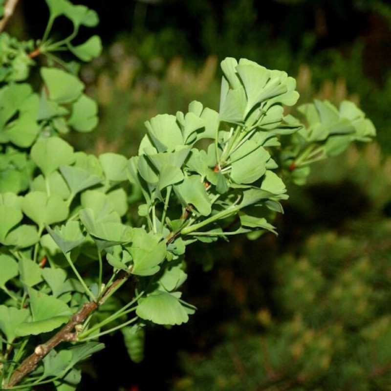 Arbre aux quarante écus Little Emperor - Ginkgo biloba Little Emperor 40/60cm Pot 2,5L