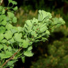 Arbre aux quarante écus Little Emperor - Ginkgo biloba Little Emperor 40/60cm Pot 2,5L