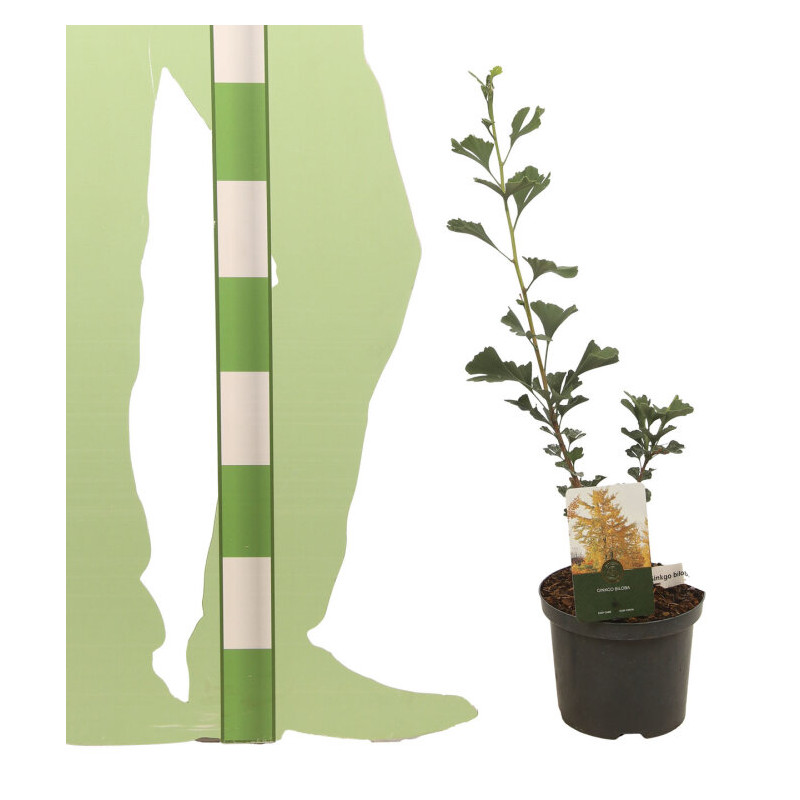 Arbre aux quarante écus Little Emperor - Ginkgo biloba Little Emperor 40/60cm Pot 2,5L