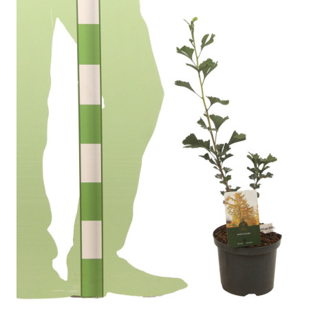 Arbre aux quarante écus Little Emperor - Ginkgo biloba Little Emperor 40/60cm Pot 2,5L