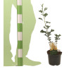 Arbre aux quarante écus Little Emperor - Ginkgo biloba Little Emperor 40/60cm Pot 2,5L
