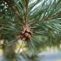 Pin sylvestre Watereri - Pinus sylvestris Watereri Boule diam 25cm sur tige 60/80cm Pot 11L