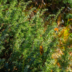 Genévrier commun Green Carpet - Juniperus communis Green Carpet 10cm Pot 10L