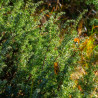 Genévrier commun Green Carpet - Juniperus communis Green Carpet 10cm Pot 10L