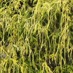 Faux-cyprès de Sawara Filifera Nana - Chamaecyparis pisifera Filifera Nana 20/30cm Pot 2,5L