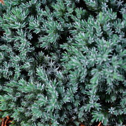 Genévrier écailleux Blue Star - Juniperus squamata Blue Star 20/30cm Pot 2,5L